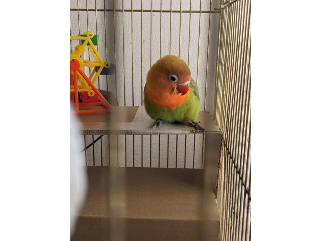 新潟長岡店の2025/12/26 H様