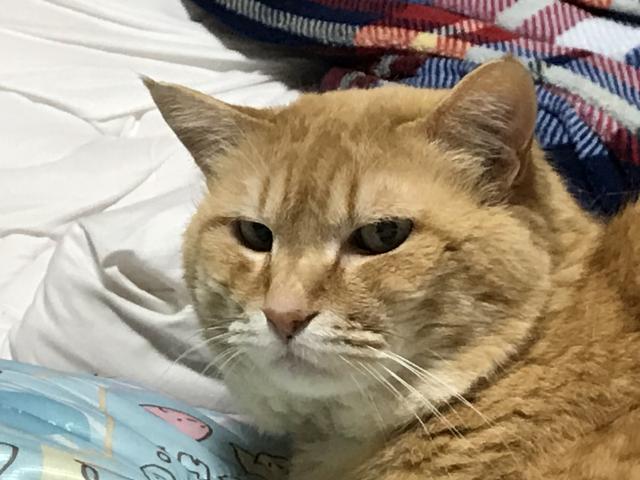 Dちゃん