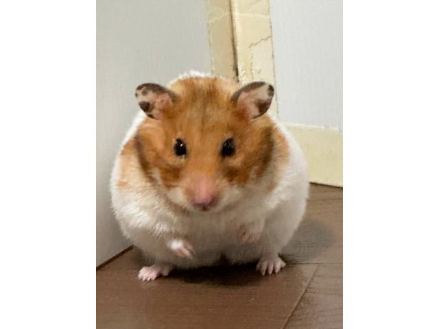 ブランちゃん