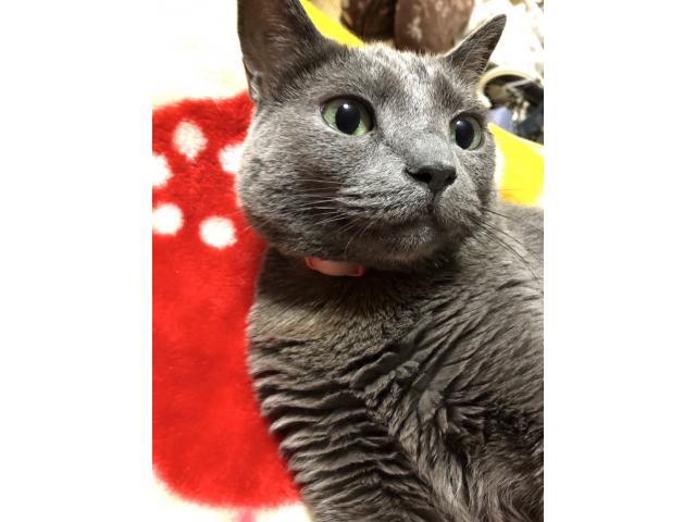 dispPetName($row['pet_name'])