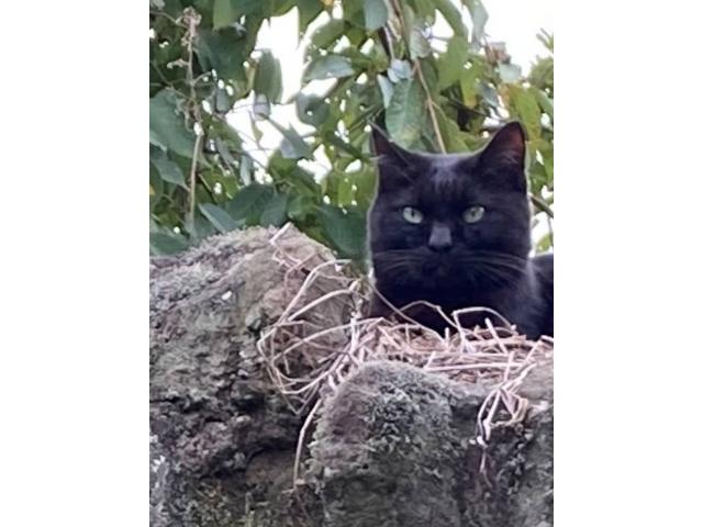 dispPetName($row['pet_name'])