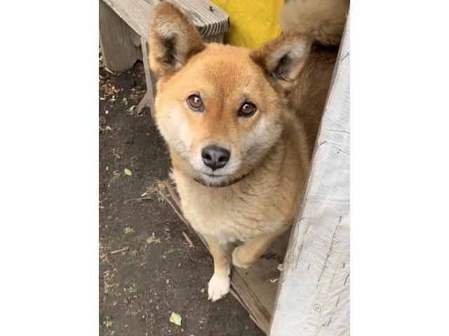 dispPetName($row['pet_name'])