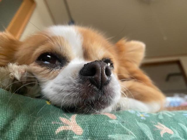 dispPetName($row['pet_name'])
