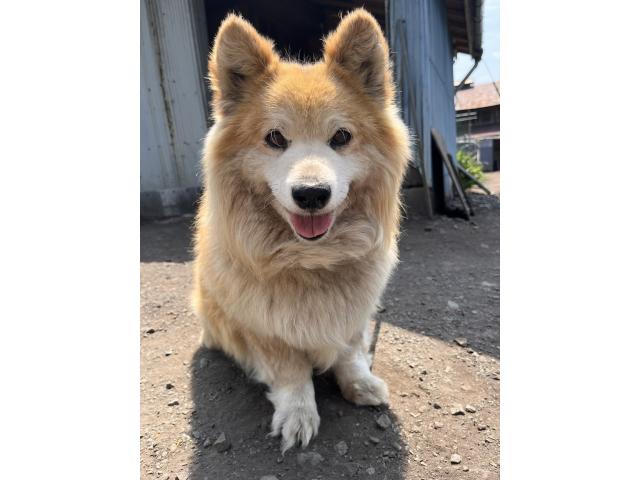 dispPetName($row['pet_name'])