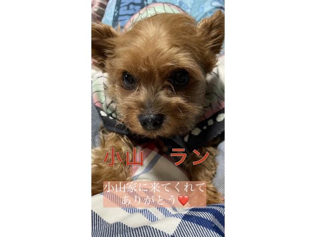 ランちゃん