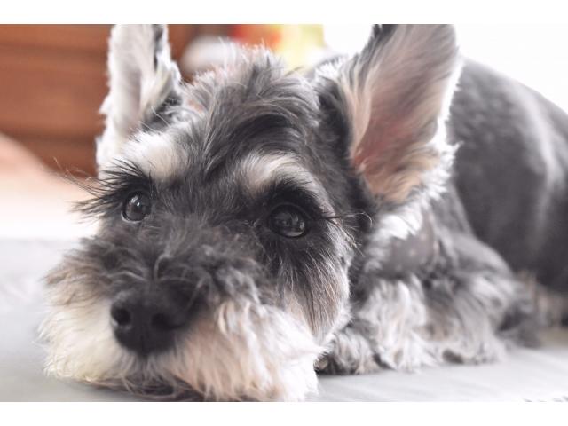 dispPetName($row['pet_name'])