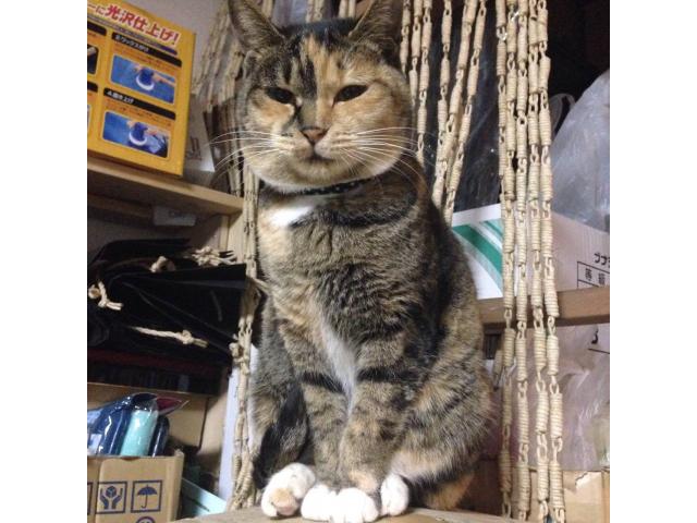 dispPetName($row['pet_name'])
