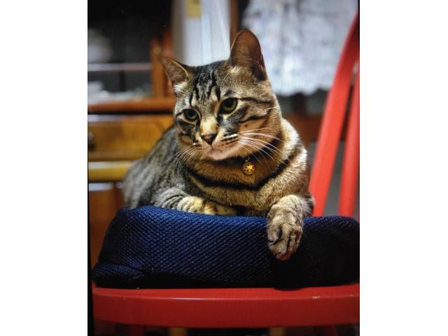 dispPetName($row['pet_name'])