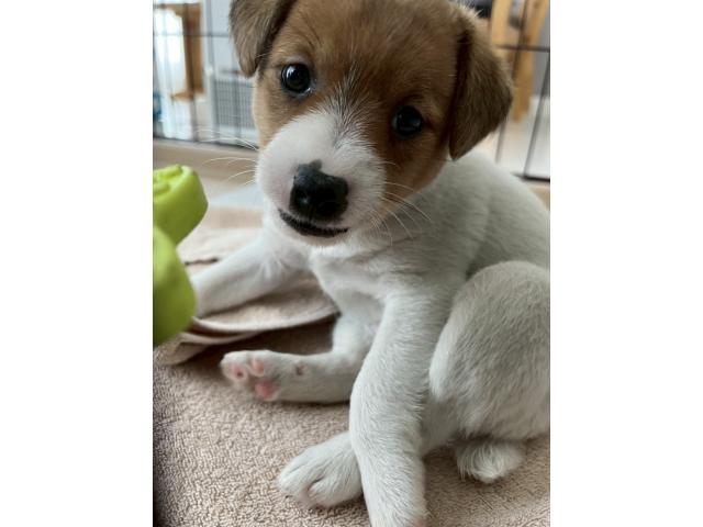 dispPetName($row['pet_name'])