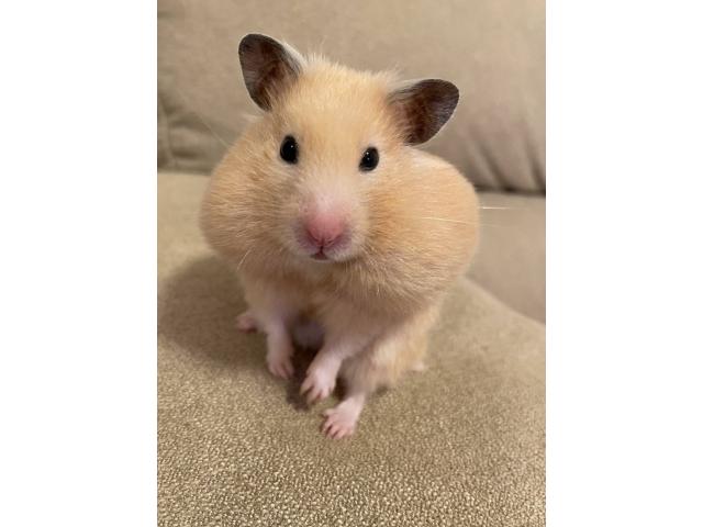 dispPetName($row['pet_name'])