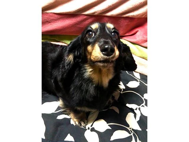 dispPetName($row['pet_name'])