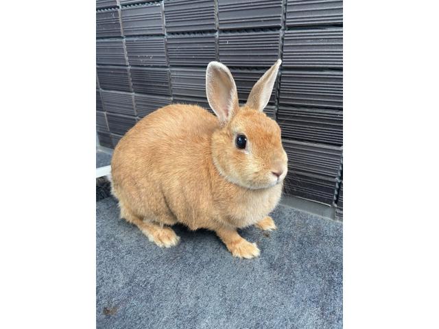 CHANELちゃん