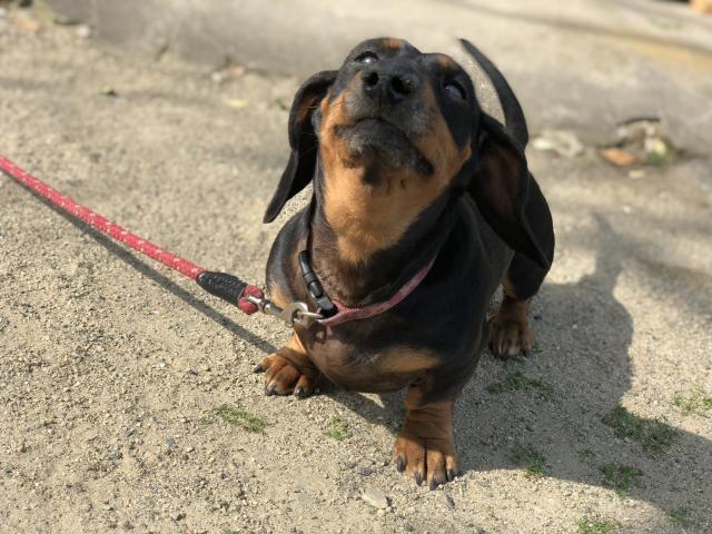 dispPetName($row['pet_name'])