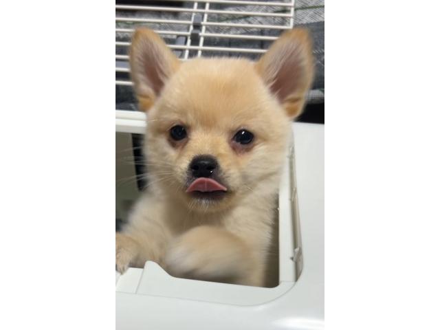 dispPetName($row['pet_name'])