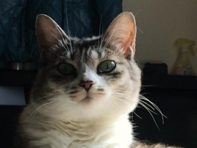 dispPetName($row['pet_name'])