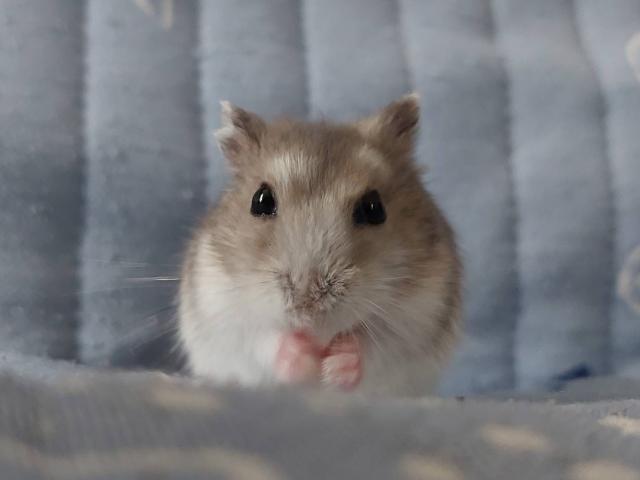 ベルちゃん