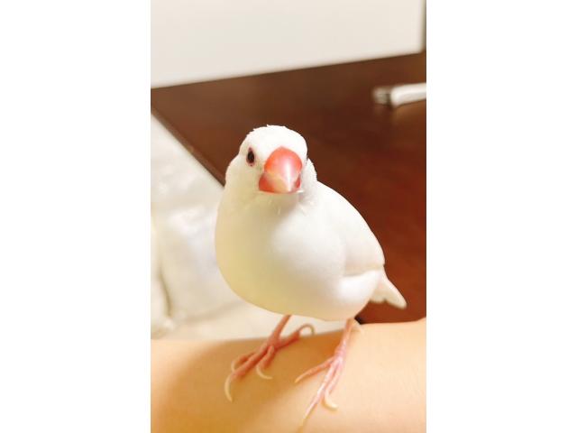 ゆきまるちゃん