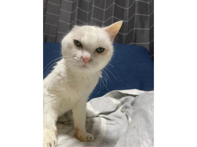 ハクちゃん