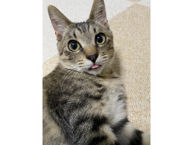 dispPetName($row['pet_name'])