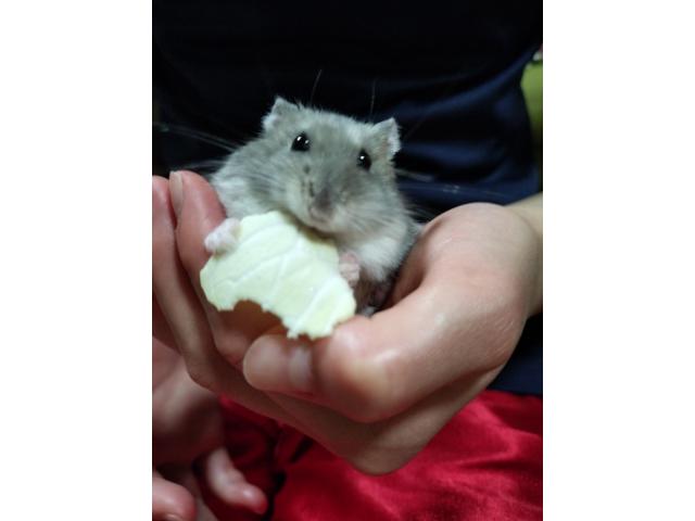 はらぴんちゃん