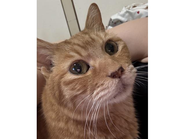 ラムちゃん