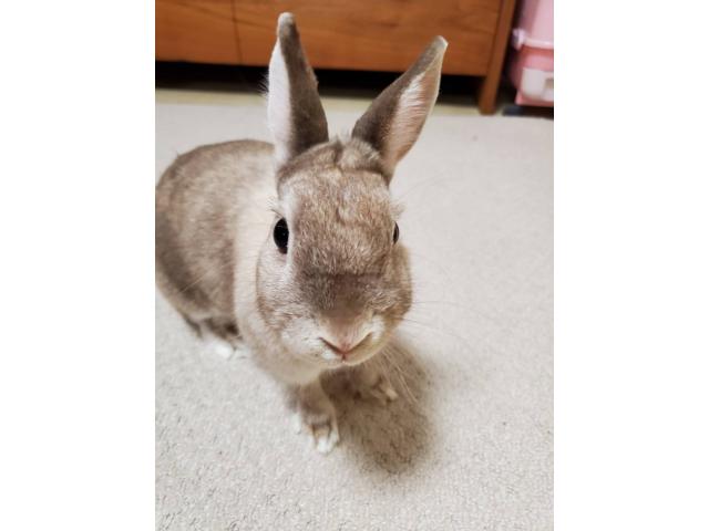 さくらちゃん