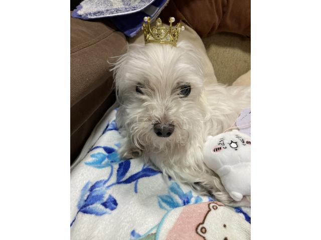 タルトちゃん