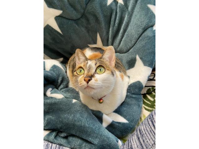 ここちゃん