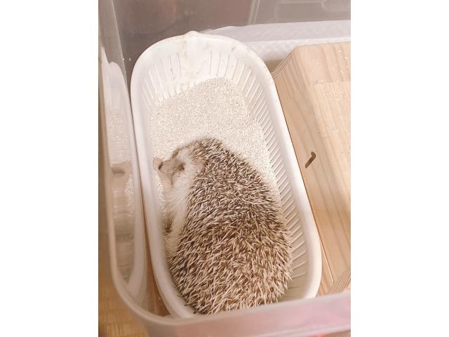 ハリゴロウちゃん