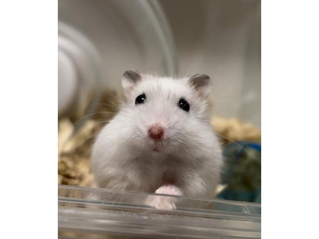 ふにかわちゃん
