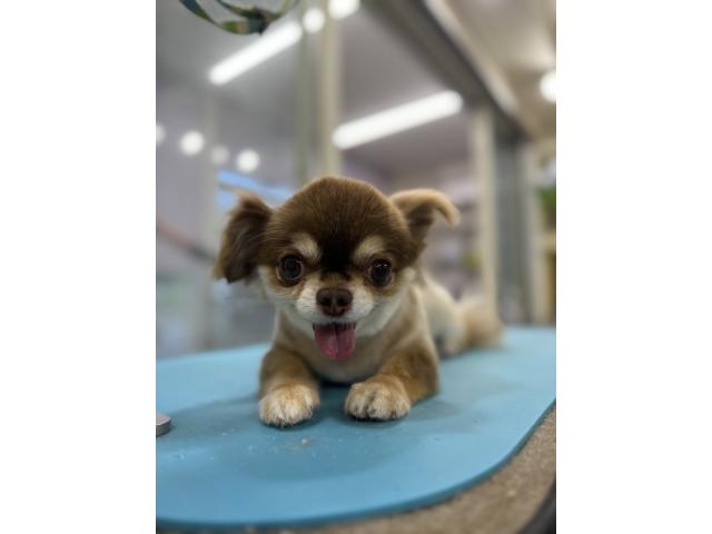 チョコちゃん