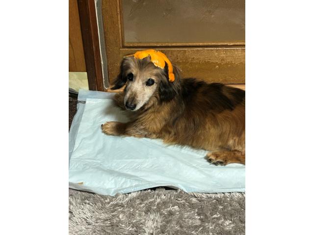 キットちゃん