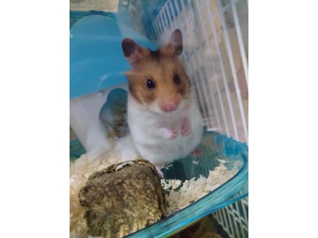 やなちゃん