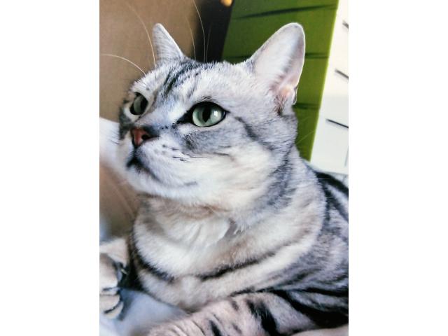 dispPetName($row['pet_name'])
