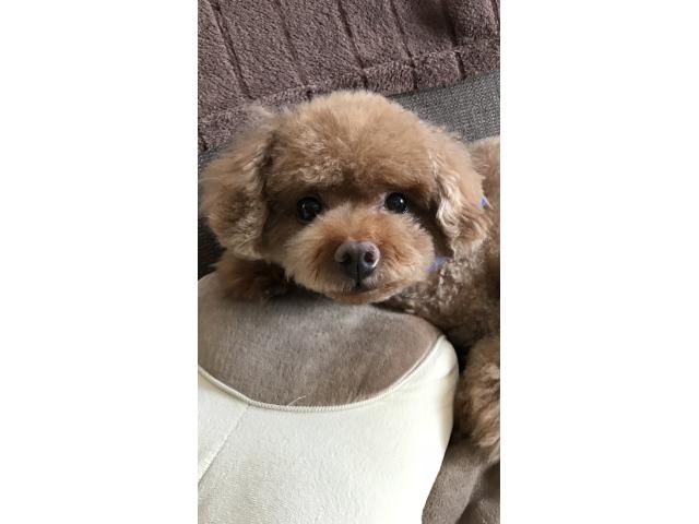 ダンクちゃん