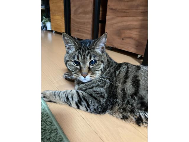 dispPetName($row['pet_name'])