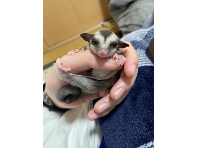 げんたちゃん