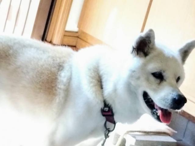 dispPetName($row['pet_name'])