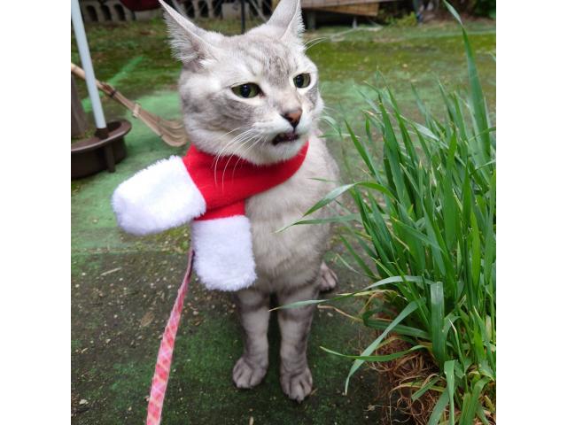 サンタちゃん