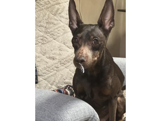 dispPetName($row['pet_name'])