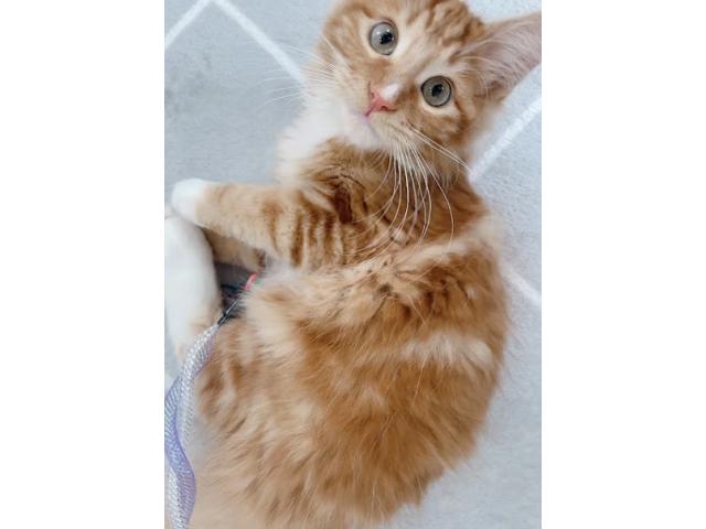 ツナちゃん