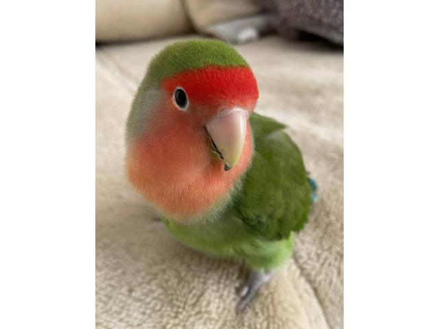 dispPetName($row['pet_name'])