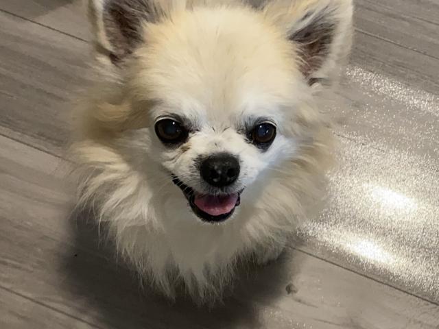 みるくちゃん