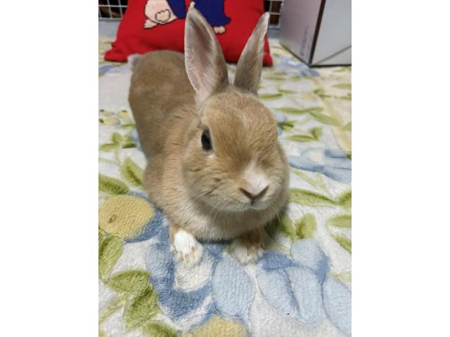 ちゃなちゃん