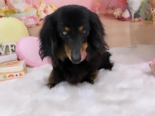 りのちゃん