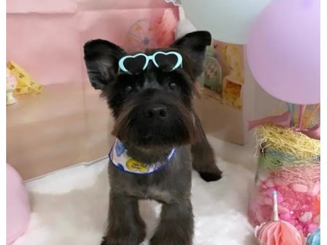 ベイビーちゃん