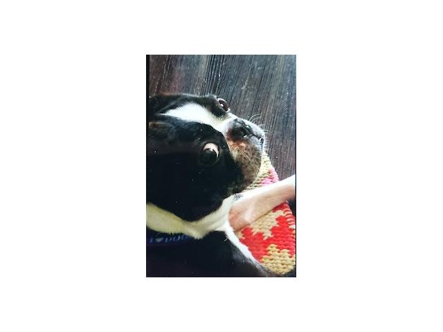 dispPetName($row['pet_name'])