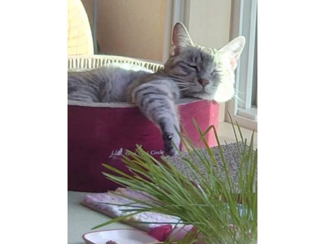 dispPetName($row['pet_name'])