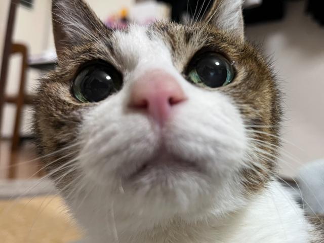 ひめちゃん