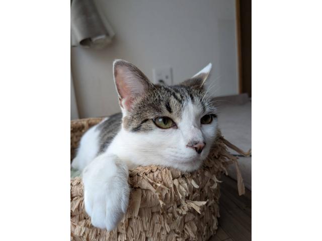 dispPetName($row['pet_name'])